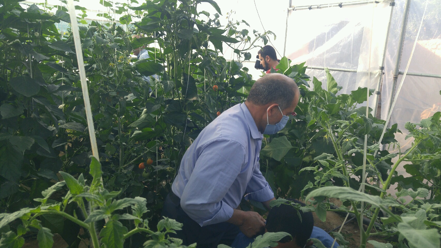 عقدا روستای فخرآباد، خیرات محصولات گلخانهای برای سلامتی گل نرگس و با عطر یاد حاج قاسم عقدا روستای فخرآباد، خیرات محصولات گلخانهای برای سلامتی گل نرگس و با عطر یاد حاج قاسم