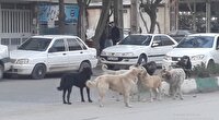 سگ‌های ولگرد را جمع آوری کنید