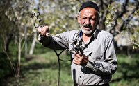 پرداخت ۲ هزار و ۷۸۰ میلیارد ریال غرامت بیمه به کشاورزان همدان