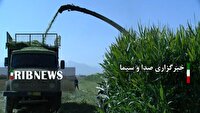 استقبال از سورگوم علوفه‌ای در سملقان برای مقابله با کم آبی