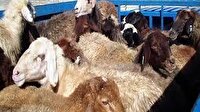کشف ۳۴ راس احشام قاچاق از خودروی نیسان در قم