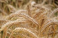 آغاز خرید تضمینی گندم کشاورزان استان بوشهر