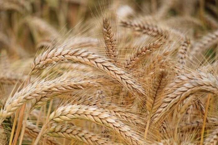 آمادگی خوزستان برای آغاز بزرگترین عملیات برداشت گندم در کشور آمادگی خوزستان برای آغاز بزرگترین عملیات برداشت گندم در کشور