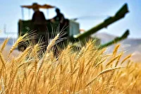 خرید بیش از ۳۵۰ هزار تن گندم در خوزستان
