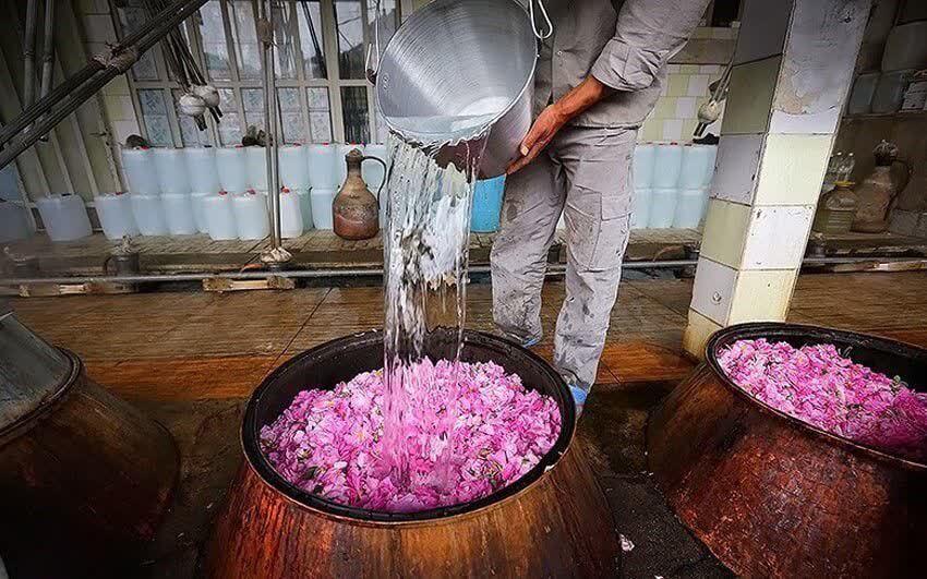 آغاز فصل گلابگیری در خراسان شمالی آغاز فصل گلابگیری در خراسان شمالی