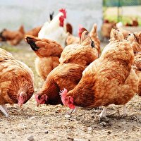 نجات نسل مرغ بومی پارسه با ۱۱ هزار قطعه طیور اصلاح‌شده در فارس