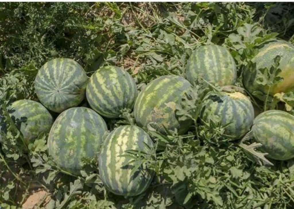برداشت هندوانه از مزارع حاجیآباد برداشت هندوانه از مزارع حاجیآباد