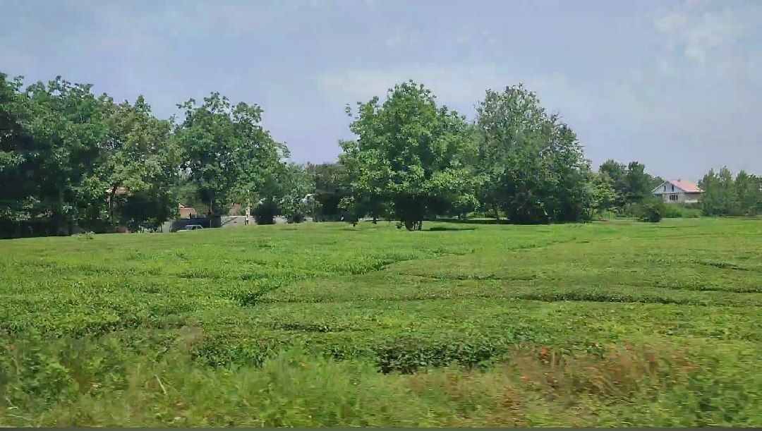 آغاز برداشت برگ سبز چای در آستانه اشرفیه