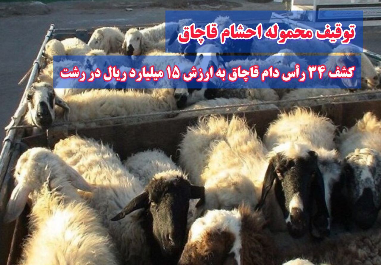 کشف ۳۴ رأس دام قاچاق میلیاردی در رشت کشف ۳۴ رأس دام قاچاق میلیاردی در رشت
