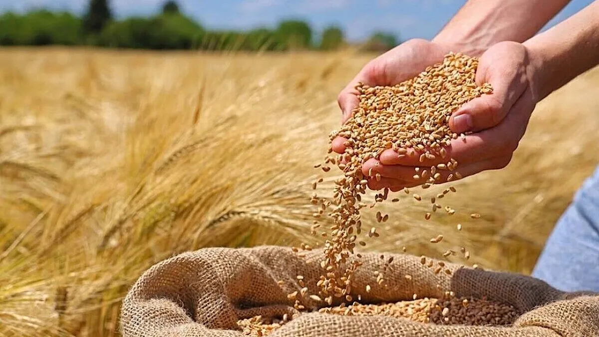 آمادگی بیش از ۴۰ مرکز خرید تضمینی گندم در استان زنجان