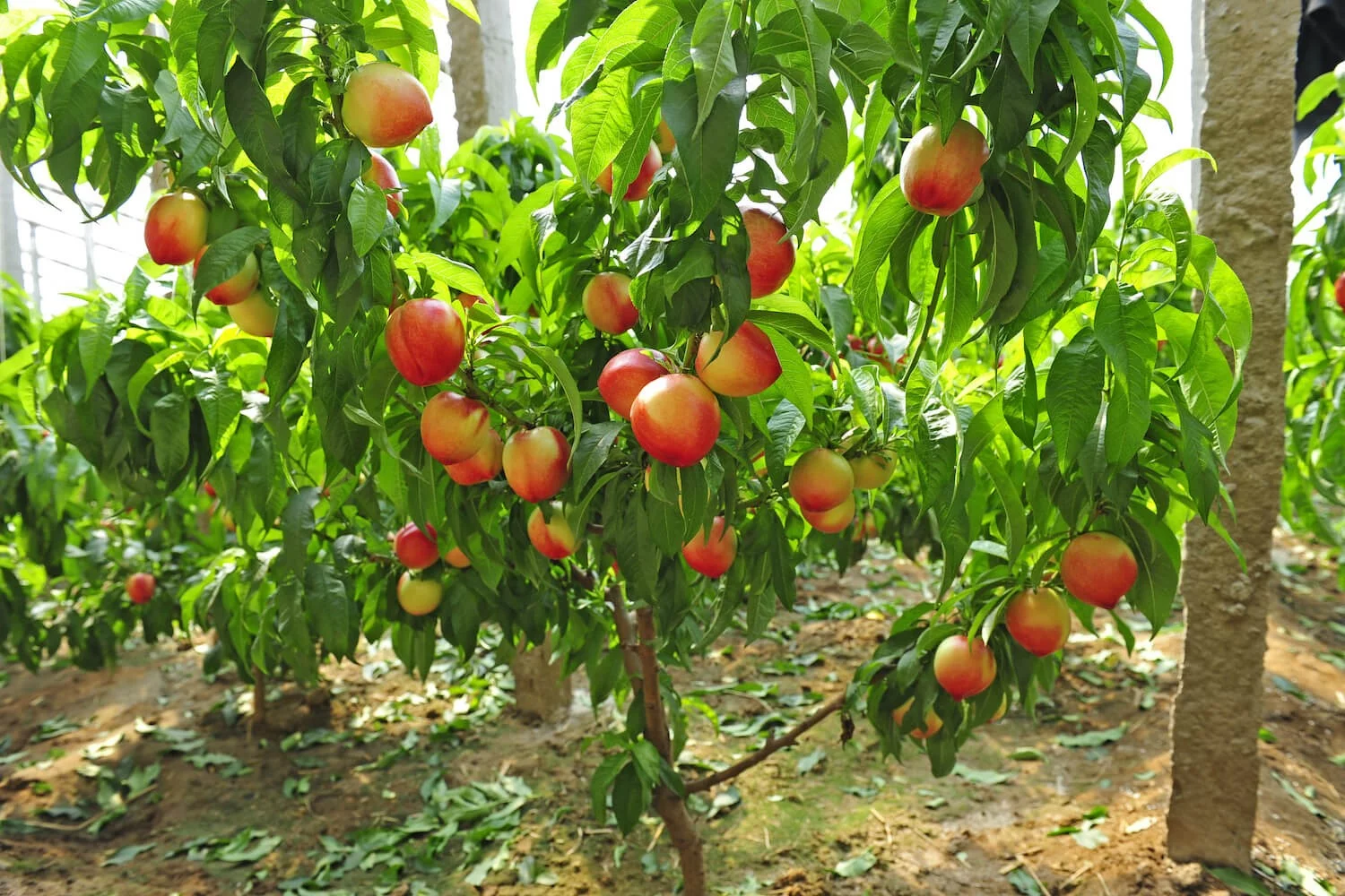 کاشت درخت هلو برای نخستین بار در شهرستان قیروکارزین کاشت درخت هلو برای نخستین بار در شهرستان قیروکارزین