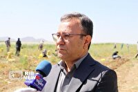 برداشت موسیر از مزارع چنارحمام خرم‌آباد لرستان