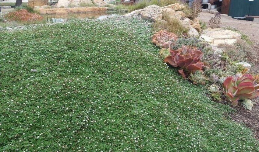 حذف چمن از فضای سبز شهری با استفاده از گیاه «فیلا» یا «فیله آ» حذف چمن از فضای سبز شهری با استفاده از گیاه «فیلا» یا «فیله آ»