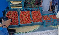 جشنواره‌ای با طعم خوش توت فرنگی در رشت