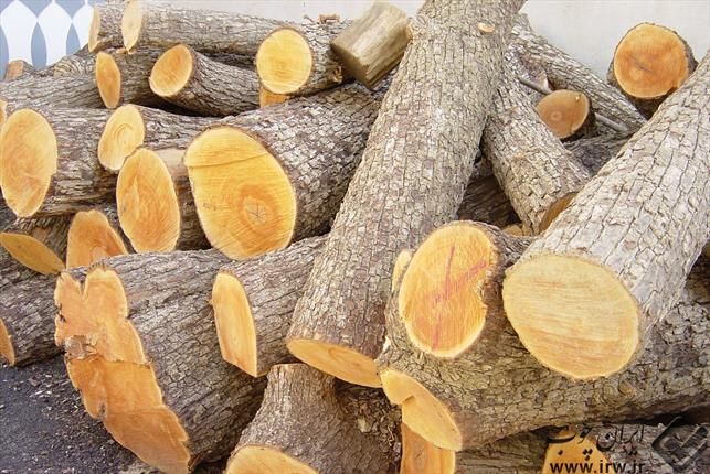 کشف چوب قاچاق در رضوانشهر کشف چوب قاچاق در رضوانشهر