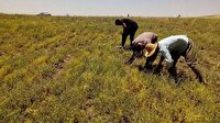 برداشت حدود ۳ هزار تن عدس در لرستان