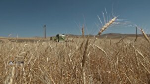 برداشت گندم در مناطق گرمسیری چهارمحال و بختیاری