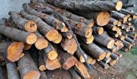 کشف چوب قاچاق در لنگرود