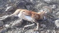 دستگیری عاملان شکار دو راس قوچ وحشی در شهرستان قائنات