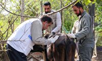 اردوی جهادی دامپزشکی در روستای «شهرستان» بخش سنگر